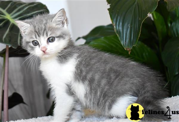 thechubbyfacedcat Picture 2